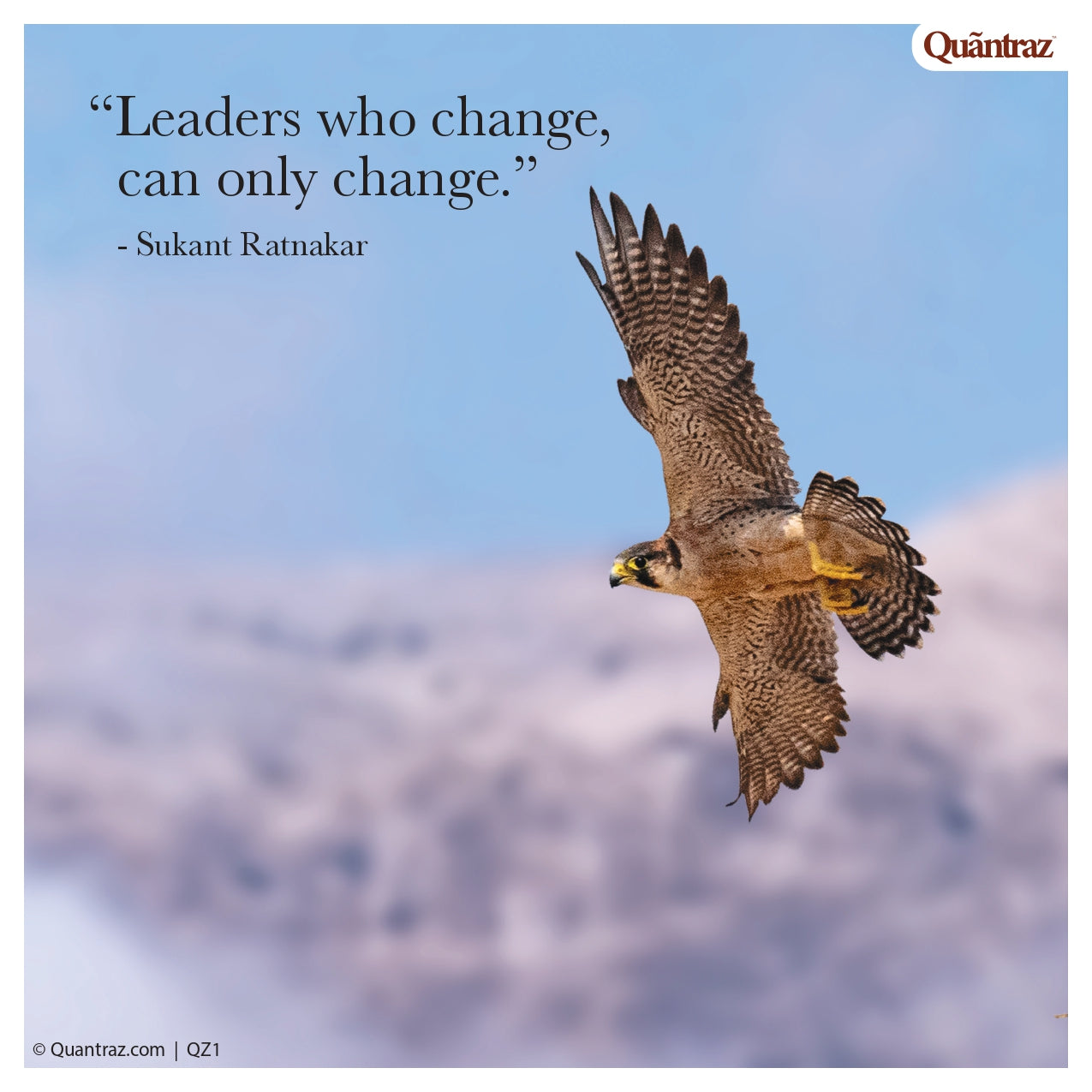 Shallots | SHOO2 | QZ1