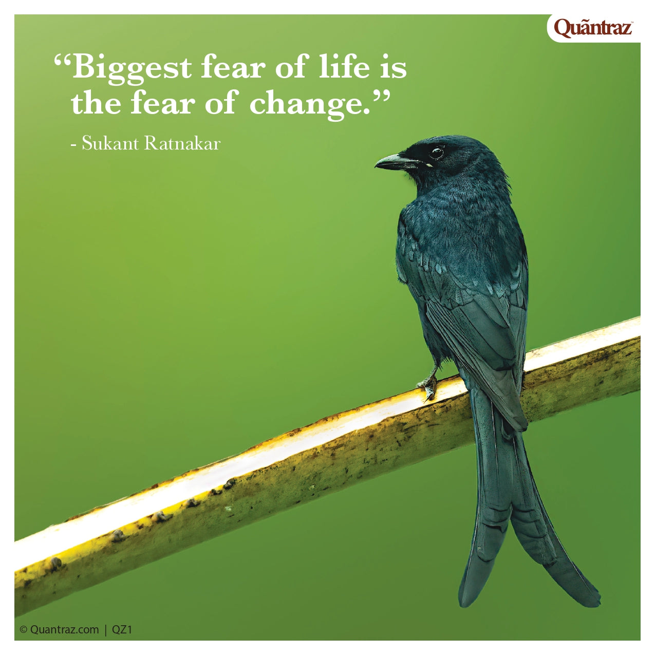 Shallots | SHOO2 | QZ1