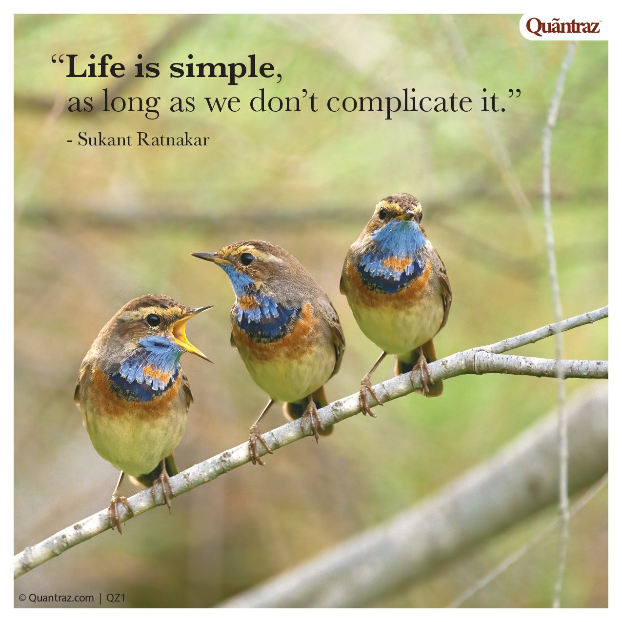 Shallots | SHOO2 | QZ1