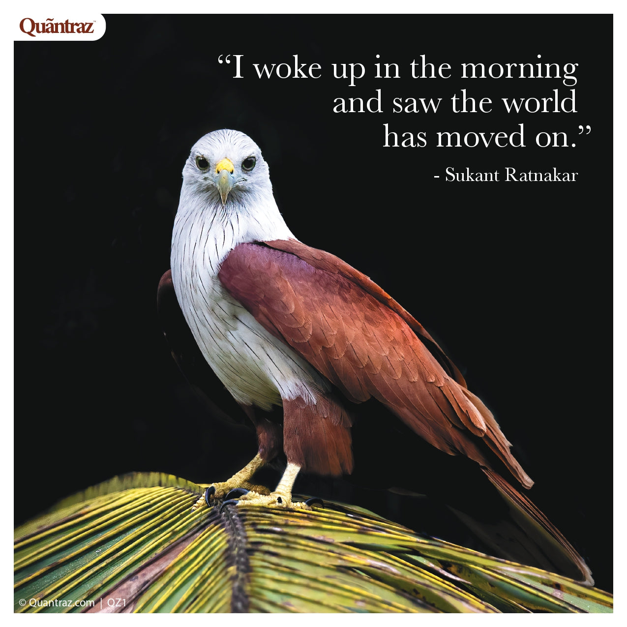 Shallots | SHOO2 | QZ1