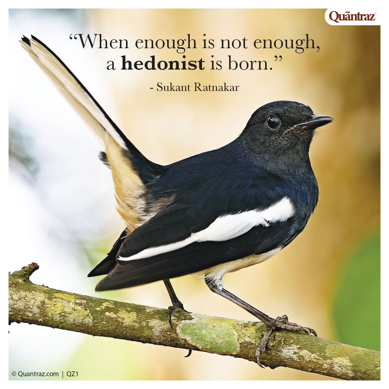 Shallots | SHOO2 | QZ1