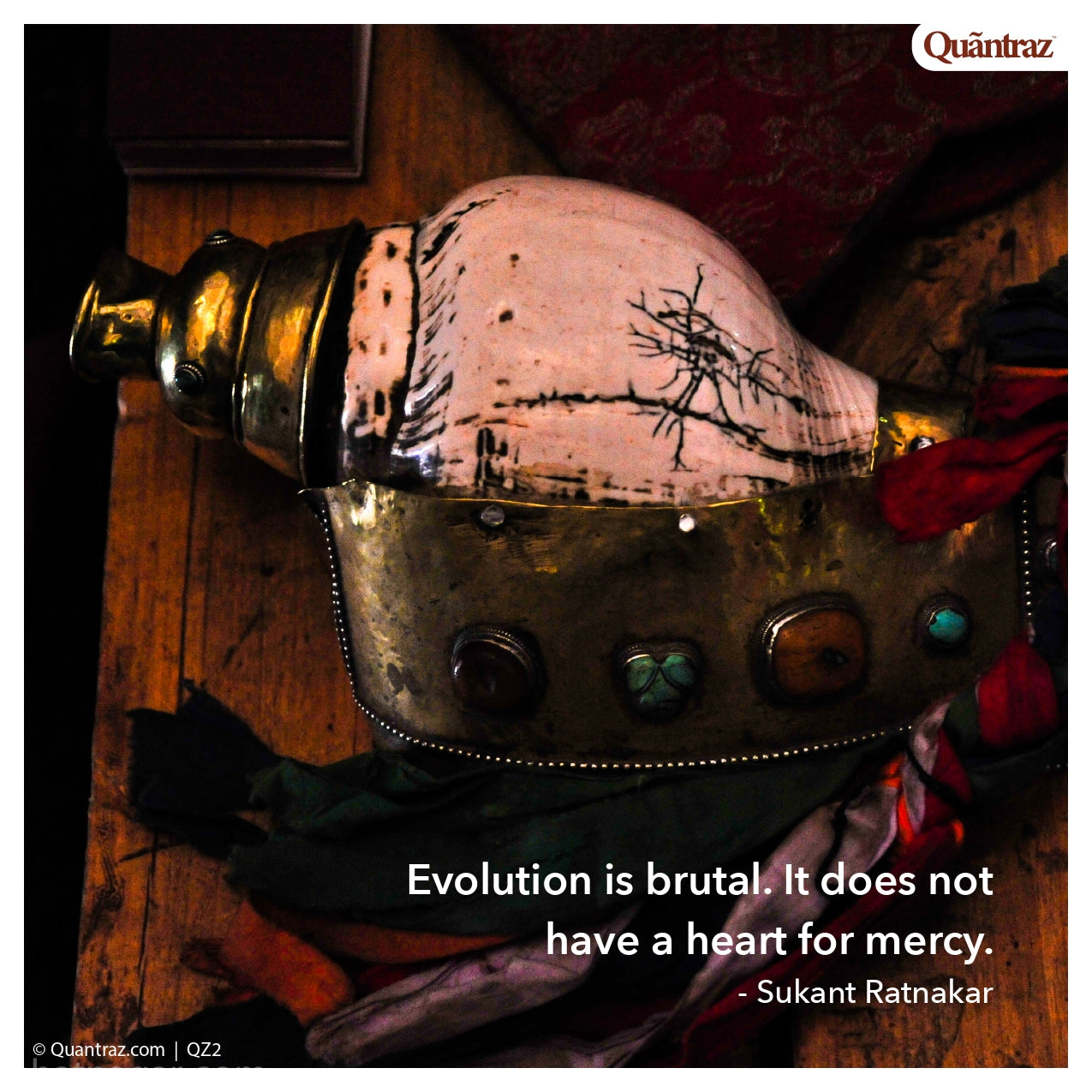 Shallots | SH006 | QZ2