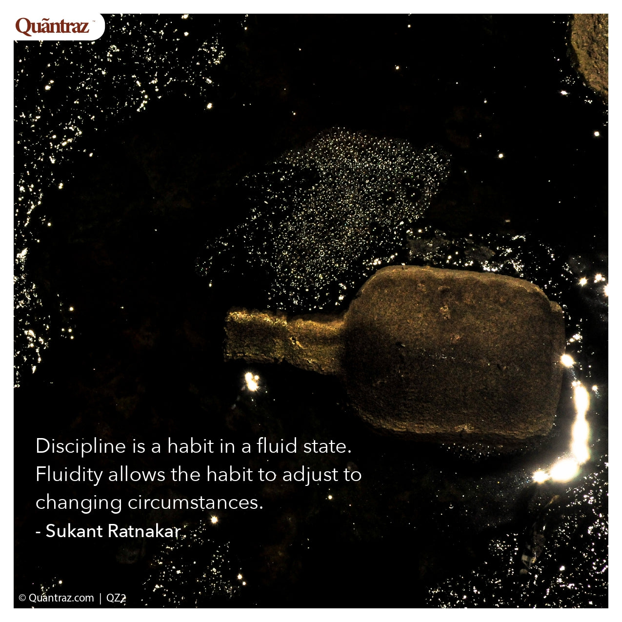 Shallots | SH006 | QZ2